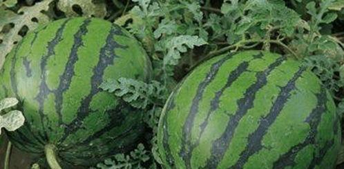 今日吃瓜 瓜田  第3张