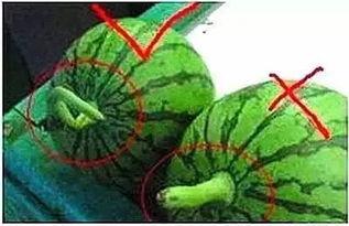 大勺子小勺子吃瓜,趣味吃瓜记  第2张