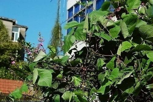 芬芳小区吃瓜,一场吃瓜盛宴背后的邻里温情  第3张