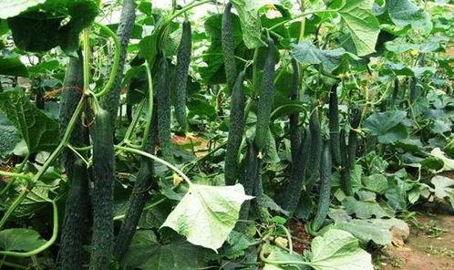 立夏吃瓜习俗,探寻传统习俗中的立夏吃瓜文化  第1张