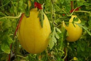 吃瓜群广西群,揭秘当地生活百态 第2张 吃瓜群广西群,揭秘当地生活百态 第2张