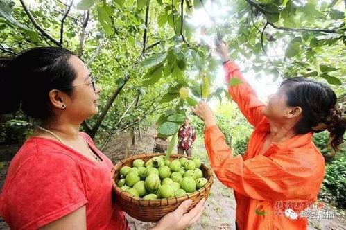 辉县网红吃瓜事件,一场网络狂欢背后的真相与反思  第2张