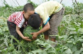 辉县网红吃瓜事件,一场网络狂欢背后的真相与反思  第3张