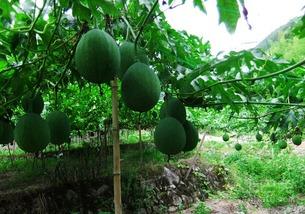 吊瓜怎吃  第2张