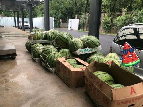 来上海吃瓜车费,揭秘美食与车费的完美邂逅  第1张