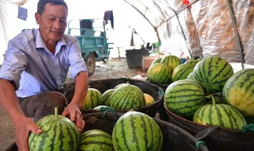 巢湖吃瓜,一场别开生面的吃瓜盛宴 第1张 巢湖吃瓜,一场别开生面的吃瓜盛宴 第1张