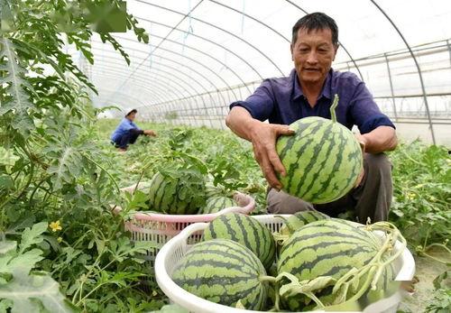 巢湖吃瓜,一场别开生面的吃瓜盛宴 第3张 巢湖吃瓜,一场别开生面的吃瓜盛宴 第3张