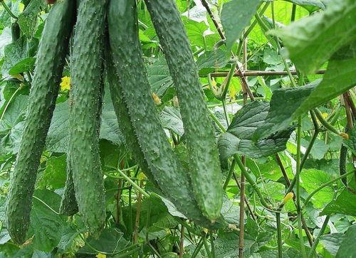 杀亲人吃瓜,揭秘杀亲食肉背后的惊人真相  第1张