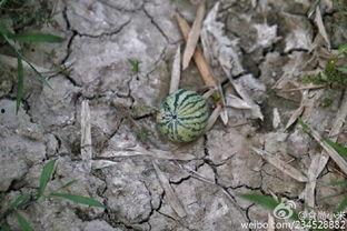 老乡吃的瓜,揭秘老乡们的独特瓜果美食之旅 第3张 老乡吃的瓜,揭秘老乡们的独特瓜果美食之旅 第3张