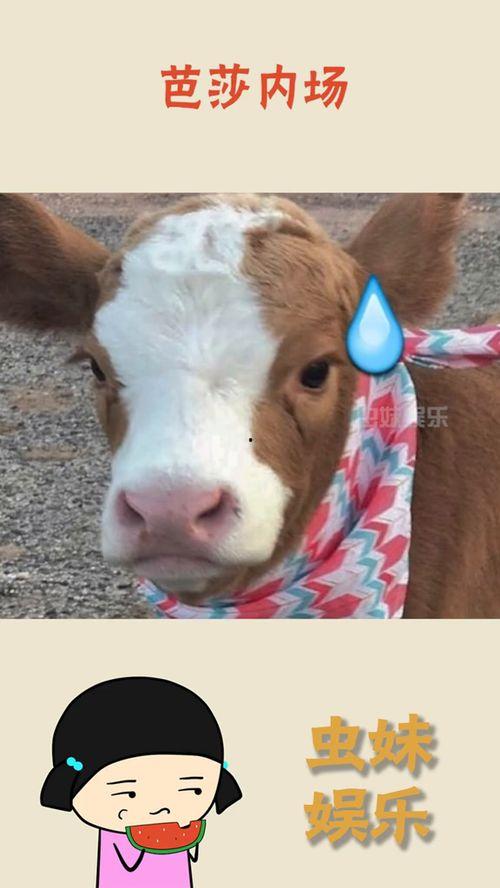 抖音吃瓜火机,揭秘网络热点的幕后故事 第2张 抖音吃瓜火机,揭秘网络热点的幕后故事 第2张