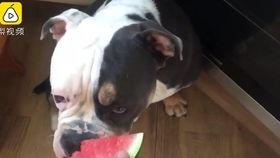 狗吃瓜中毒,紧急应对与预防措施 第1张 狗吃瓜中毒,紧急应对与预防措施 第1张