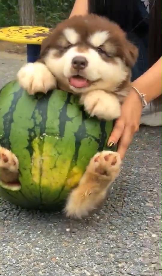 狗吃瓜中毒,紧急应对与预防措施 第2张 狗吃瓜中毒,紧急应对与预防措施 第2张