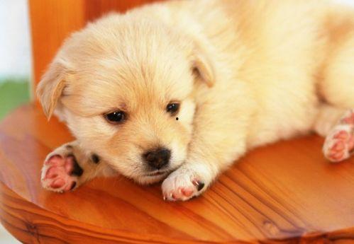 小狗吃方瓜,小狗的方瓜美食之旅  第1张