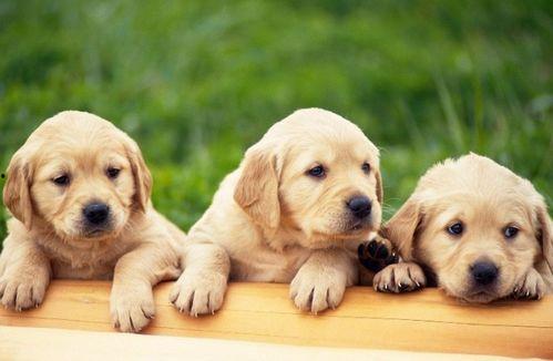 小狗吃方瓜,小狗的方瓜美食之旅  第2张