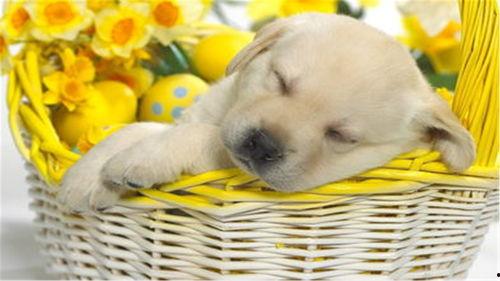 小狗吃方瓜,小狗的方瓜美食之旅  第3张