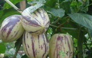 吃茄瓜会咳嗽,揭秘食用禁忌与健康风险 第1张 吃茄瓜会咳嗽,揭秘食用禁忌与健康风险 第1张