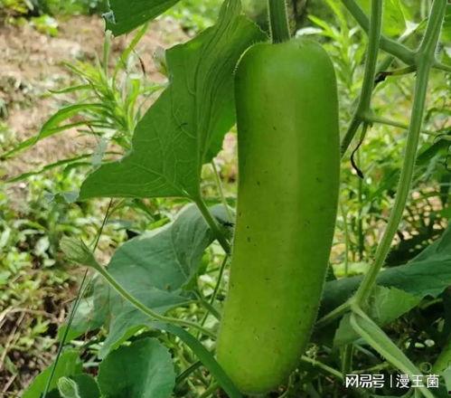 吃瓠子瓜拉肚子,揭秘食用不当的后果 第1张 吃瓠子瓜拉肚子,揭秘食用不当的后果 第1张