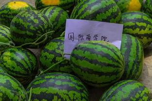 给大家吃瓜,一起吃瓜,探秘明星幕后故事 第3张 给大家吃瓜,一起吃瓜,探秘明星幕后故事 第3张