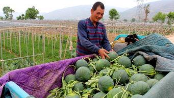 回隆镇吃瓜,瓜果飘香，品味田园生活  第1张