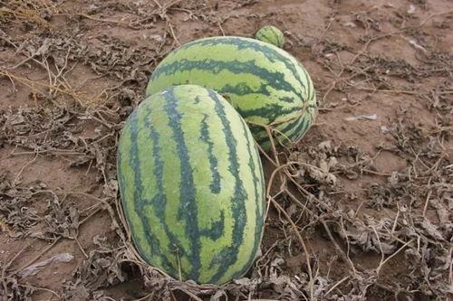 回隆镇吃瓜,瓜果飘香，品味田园生活  第2张