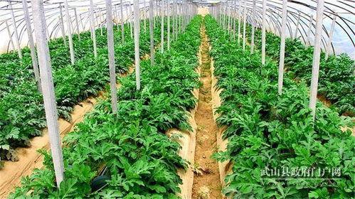 回隆镇吃瓜,瓜果飘香，品味田园生活  第3张