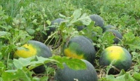 各大地方吃瓜,一网打尽各地美食风情  第3张