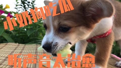 四个小狗吃瓜,四萌犬瓜田乐 第1张 四个小狗吃瓜,四萌犬瓜田乐 第1张