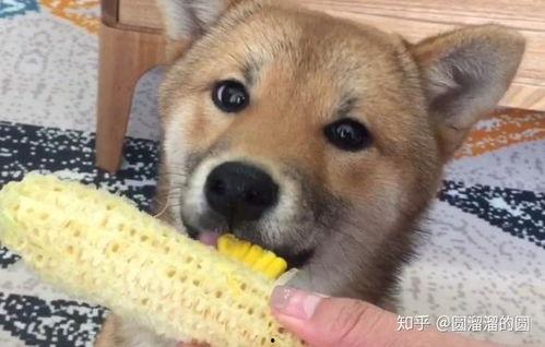 四个小狗吃瓜,四萌犬瓜田乐 第3张 四个小狗吃瓜,四萌犬瓜田乐 第3张