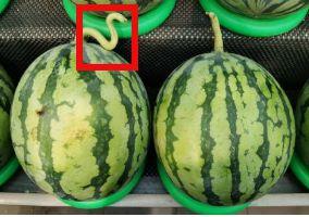 吃瓜网络热门,热门事件背后的真相与笑料 第3张 吃瓜网络热门,热门事件背后的真相与笑料 第3张