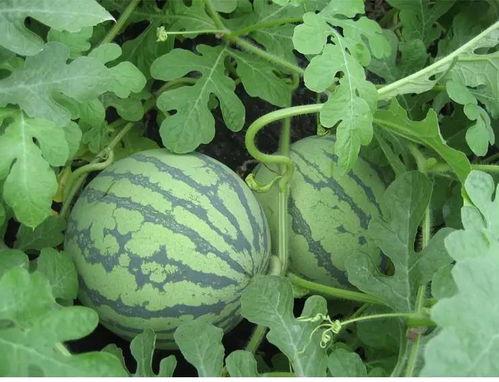 青木川吃瓜后续,真相大白,后续发展引人关注 第3张 青木川吃瓜后续,真相大白,后续发展引人关注 第3张