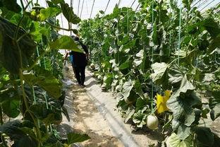 大西平吃瓜群众视频,揭秘网络热点的幕后故事  第3张