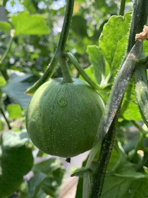 沧州吃瓜圈,揭秘当地特色美食文化圈  第2张