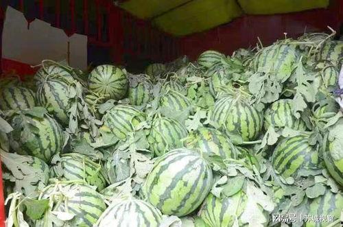 南环吃瓜,揭秘热门话题背后的真相与笑料  第2张