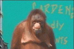 搞笑吃瓜段子图片,让你笑到肚子疼  第2张