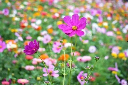 吃瓜n花海,探寻吃瓜n花海的浪漫之旅 第1张 吃瓜n花海,探寻吃瓜n花海的浪漫之旅 第1张