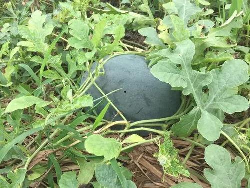 吃瓜n花海,探寻吃瓜n花海的浪漫之旅 第3张 吃瓜n花海,探寻吃瓜n花海的浪漫之旅 第3张