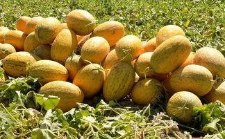 吃哈密瓜烂嘴唇,小心烂唇风险  第2张