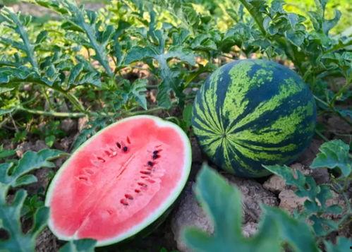 夏津吃瓜 第3张 夏津吃瓜 第3张