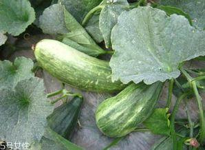 吃瓜用啥,解锁各种瓜果的正确食用方法  第2张