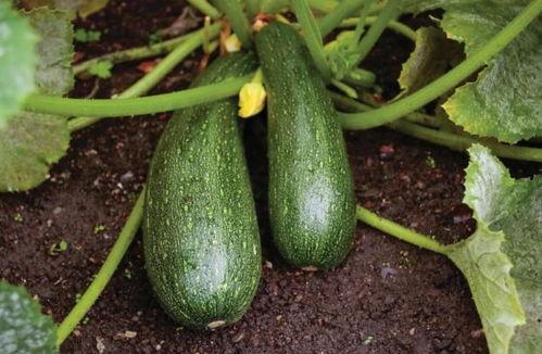 吃瓜用啥,解锁各种瓜果的正确食用方法  第3张