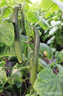 吃瓜馆陶,一场味蕾与文化的盛宴  第1张