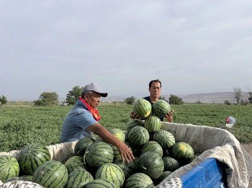 吃瓜馆陶,一场味蕾与文化的盛宴  第2张