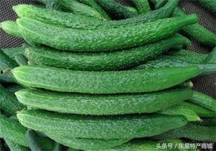 吃瓜馆陶,一场味蕾与文化的盛宴  第3张