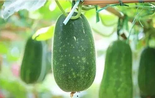 一中吃瓜,校园风云再起  第2张