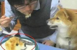 鹿羽吃瓜狗头,揭秘娱乐圈的欢乐瞬间  第1张