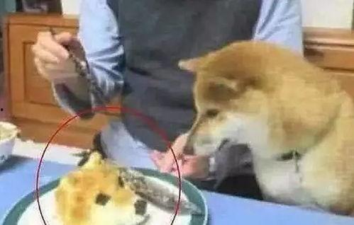 鹿羽吃瓜狗头,揭秘娱乐圈的欢乐瞬间  第2张