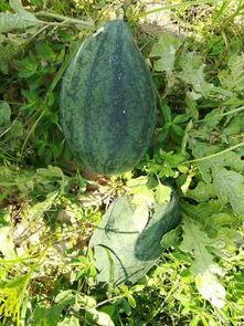 瓜开头的吃的,探寻瓜类美食的无限魅力  第2张