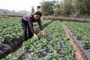 千兰吃瓜,揭秘娱乐圈幕后故事  第3张