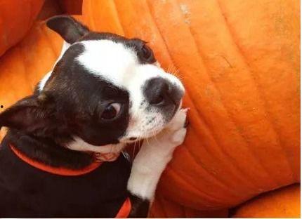 小狗可以吃密瓜吗,揭秘小狗能否享用密瓜  第2张