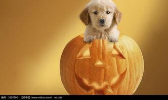 小狗可以吃密瓜吗,揭秘小狗能否享用密瓜  第3张